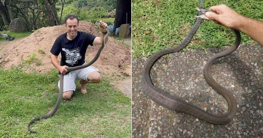 Nick Evans, Catches, Black Mamba, House Owner, Thought, Cobra, Snake, Durban Nick Evans, Catches, Black Mamba, House Owner, Thought, Cobra, Snake, Durban