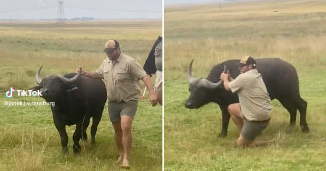 Mpumalanga farmer wrestles with buffalo Mpumalanga farmer wrestles with buffalo