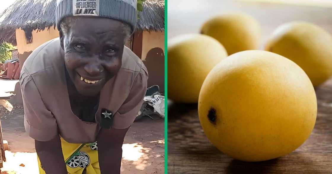 A ZCC gogo was captured in a TikTok video traditionally mixing marula fruit. A ZCC gogo was captured in a TikTok video traditionally mixing marula fruit.