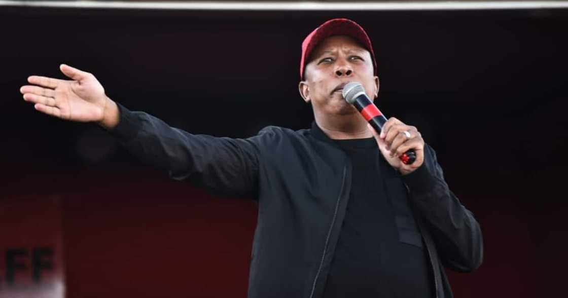 Julius Malema, local government elections, Northern Cape, Economic Freedom Fighters, African National Congress Julius Malema, local government elections, Northern Cape, Economic Freedom Fighters, African National Congress