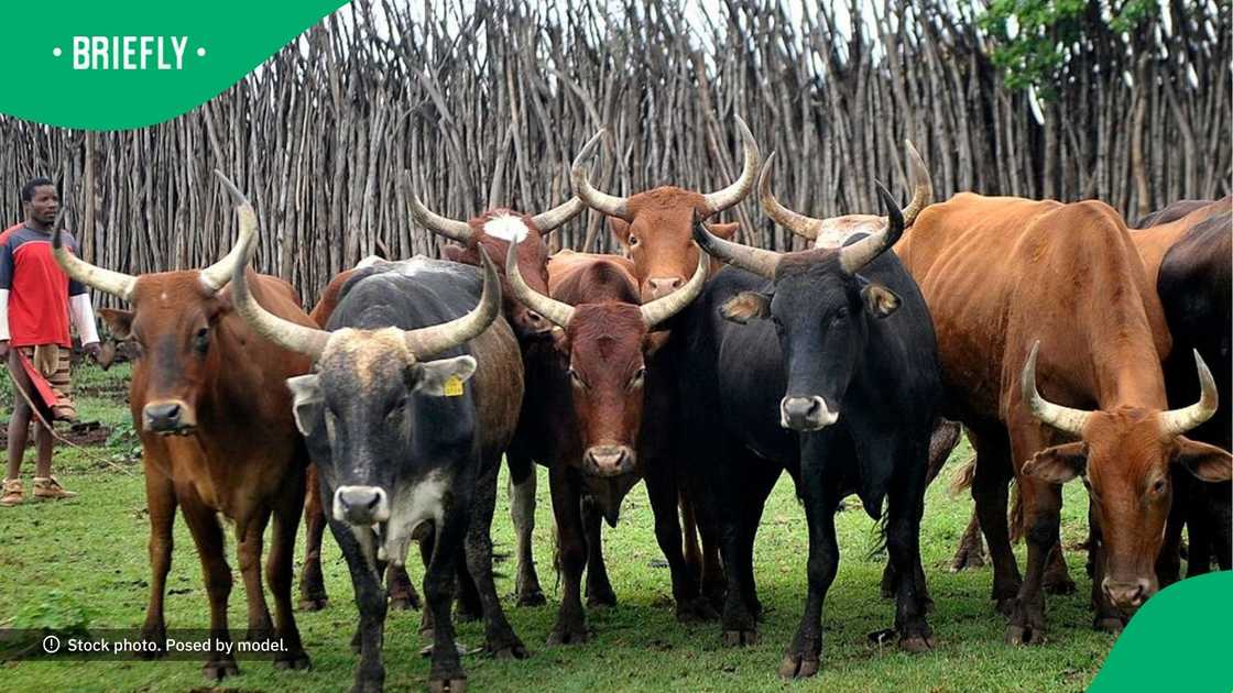 SA warmed by lobola negotiations SA warmed by lobola negotiations