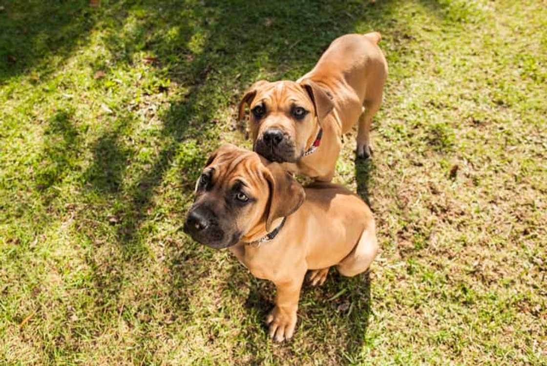 what is the most annoying breed of dog? what is the most annoying breed of dog?
