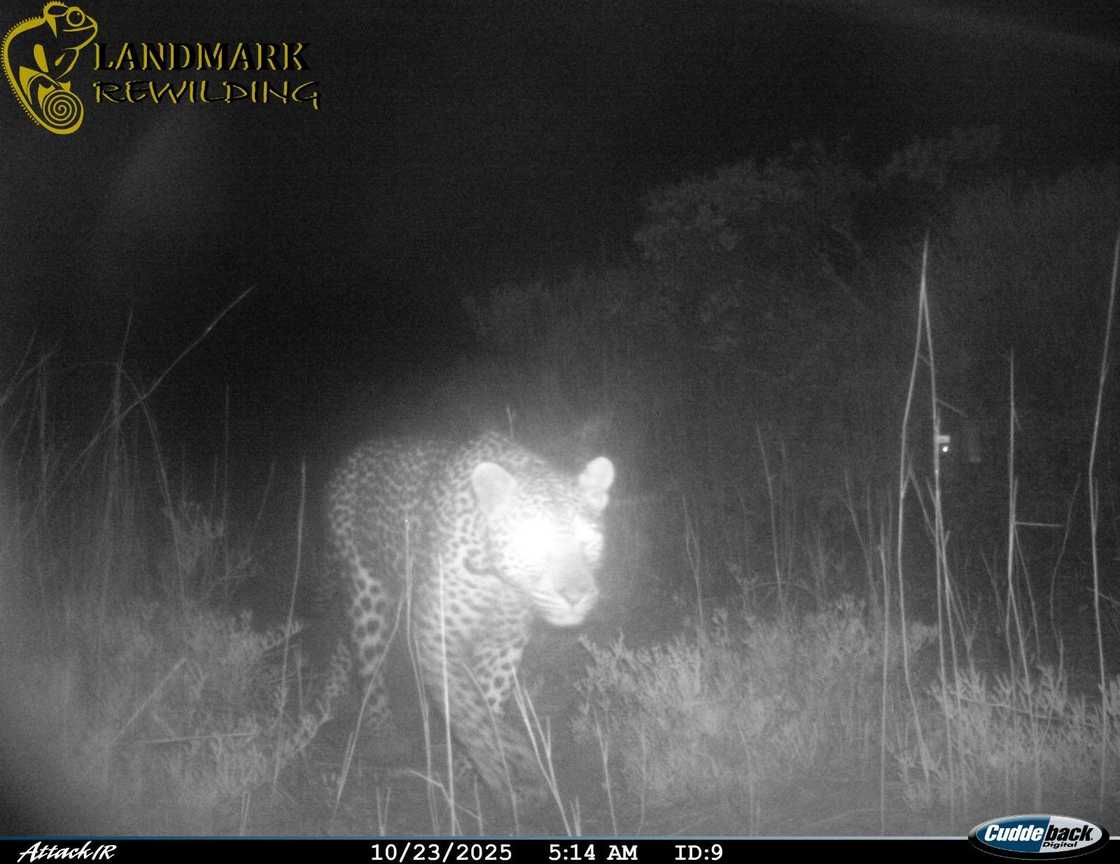 A leopard was spotted at West Coast National Park.