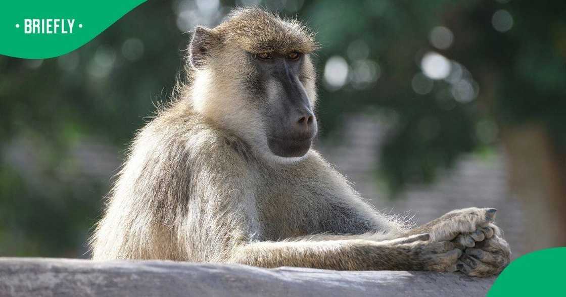 A baboon was spotted outside of Diepsloot A baboon was spotted outside of Diepsloot