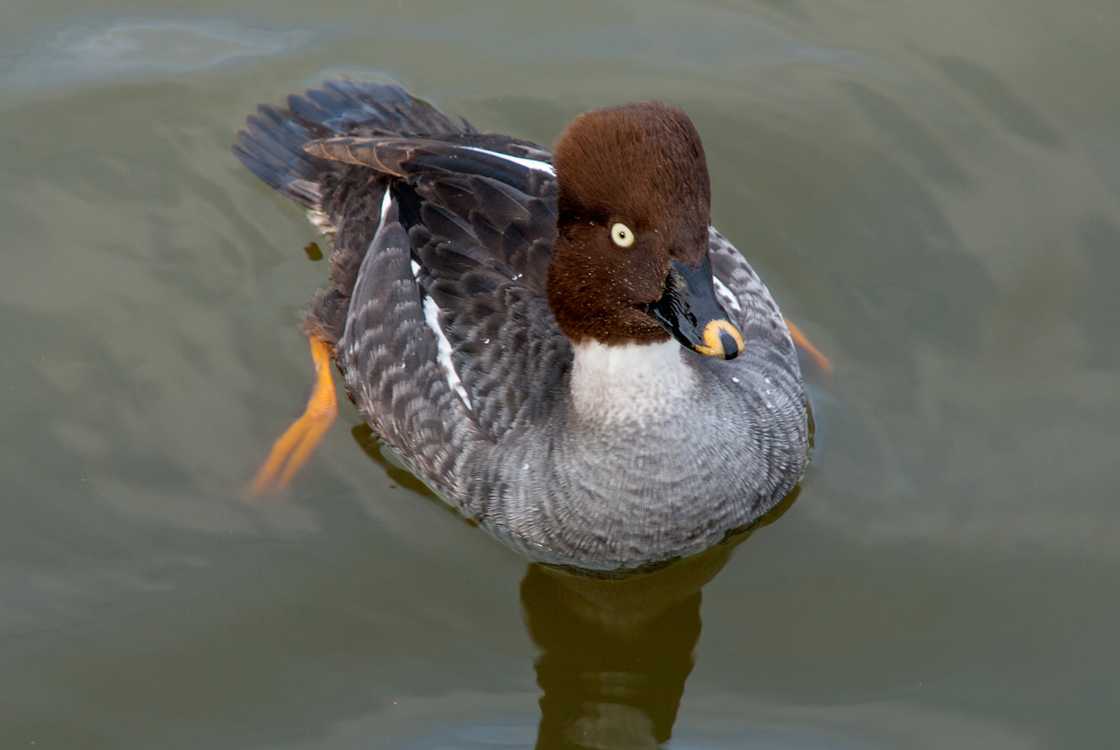 Duck swimming on a lake