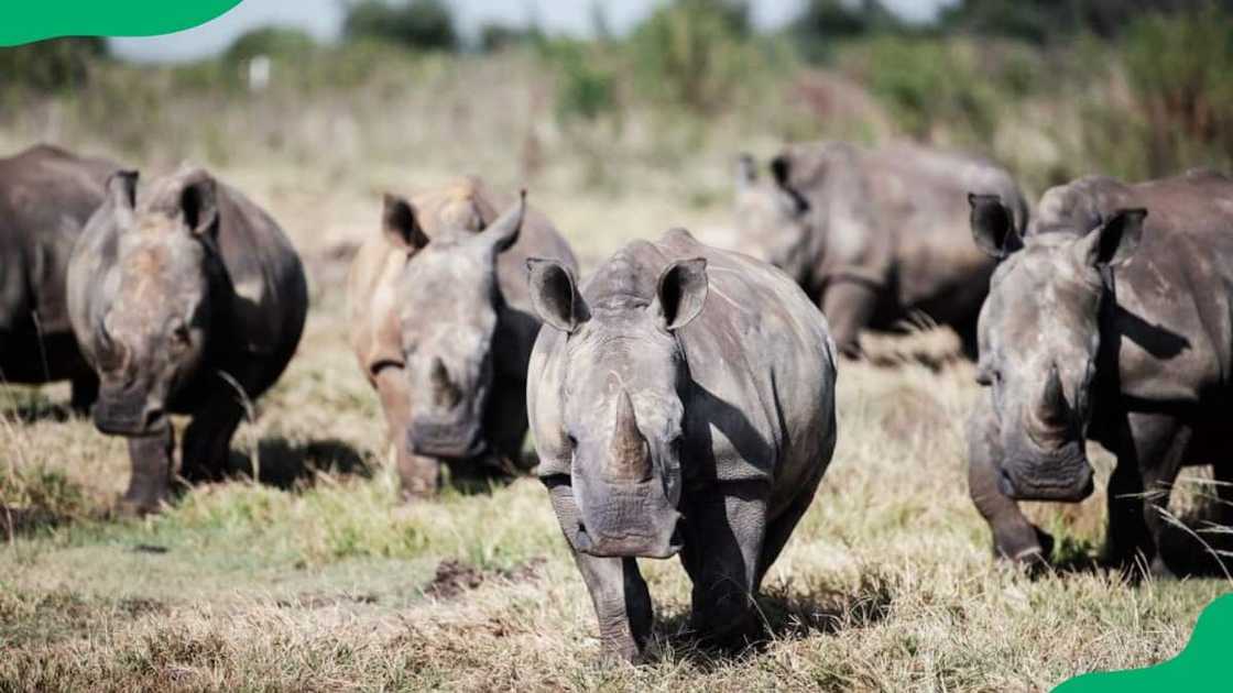 Big Five animals South Africa pictures