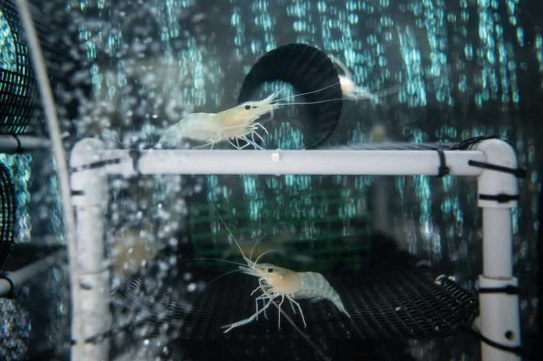 Giant river prawns need constant hot water, which is provided by the nearby geothermal power plant in Tsuchiyu Onsen Giant river prawns need constant hot water, which is provided by the nearby geothermal power plant in Tsuchiyu Onsen