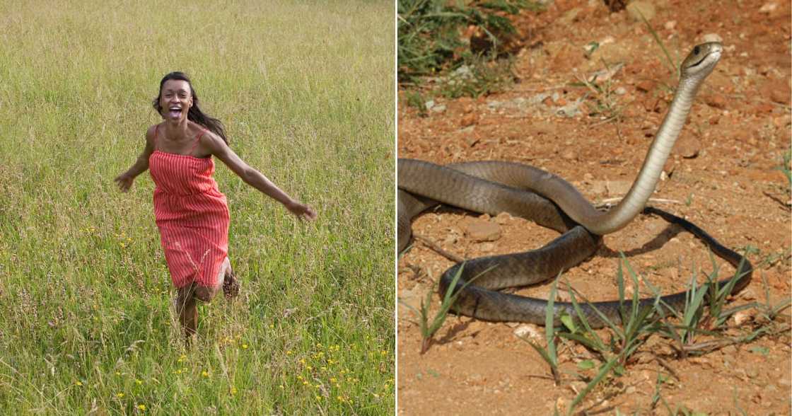 Snake, social media, South Africa, Mzansi Snake, social media, South Africa, Mzansi