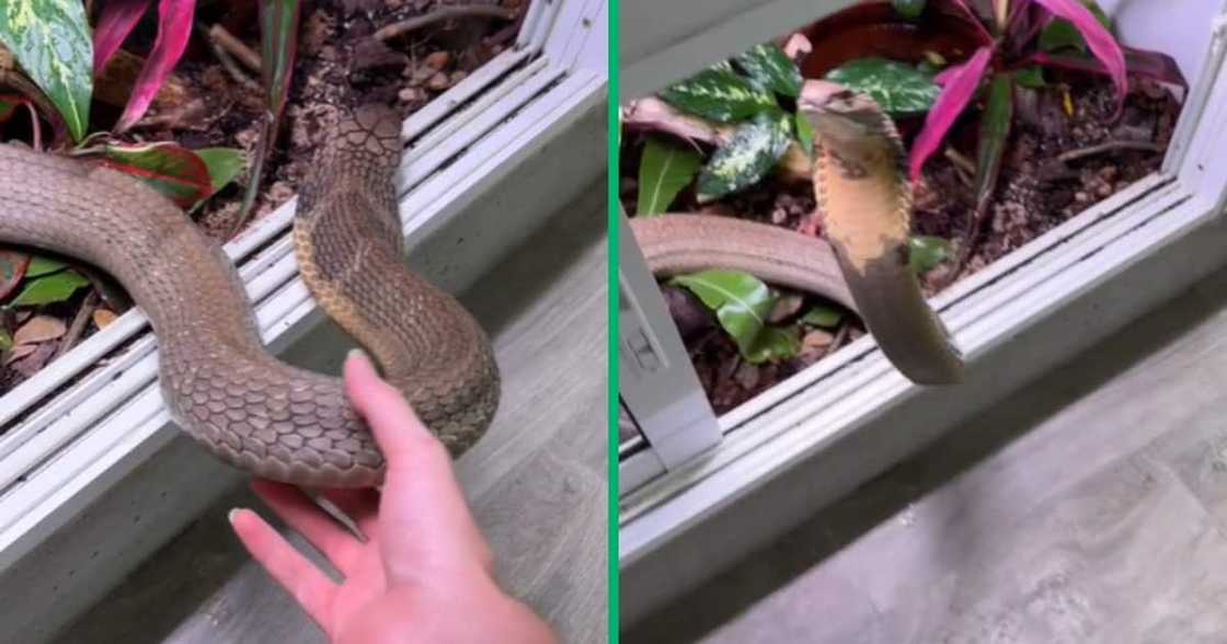 The video, shared by @brandonleesteenberg, sparks discussions on cobra snake handling safety The video, shared by @brandonleesteenberg, sparks discussions on cobra snake handling safety