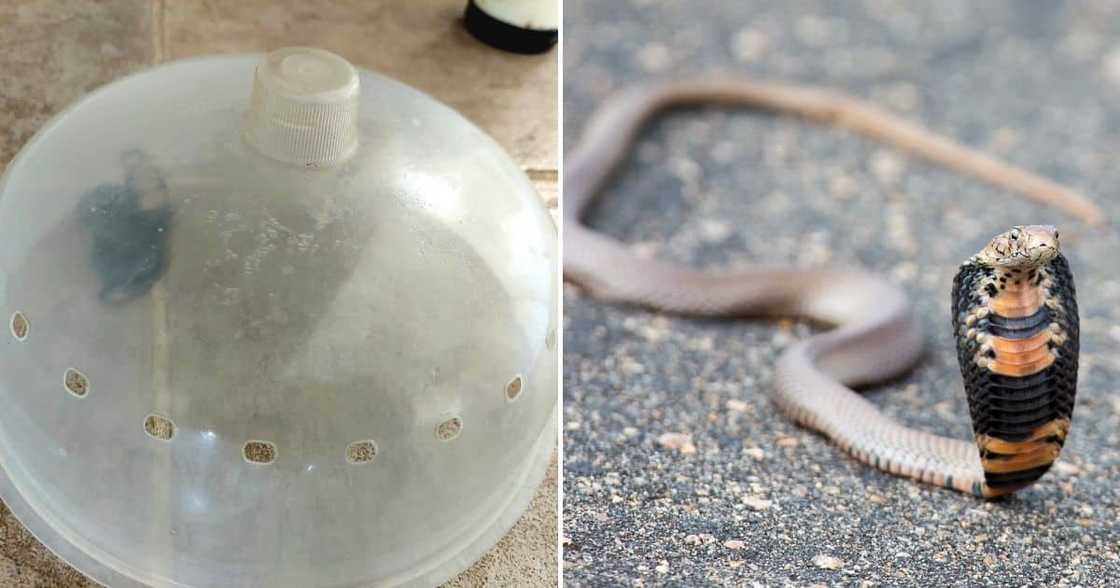 Homeowner, snake catcher, snake rescuer, Nick Evans, Mozambique Spitting Cobra, baby snake, hatchling, venomous snake, cheeky animal, viral news Homeowner, snake catcher, snake rescuer, Nick Evans, Mozambique Spitting Cobra, baby snake, hatchling, venomous snake, cheeky animal, viral news