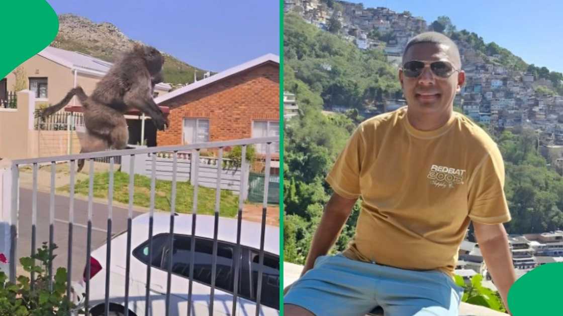 A baboon jumped onto a man's car. A baboon jumped onto a man's car.