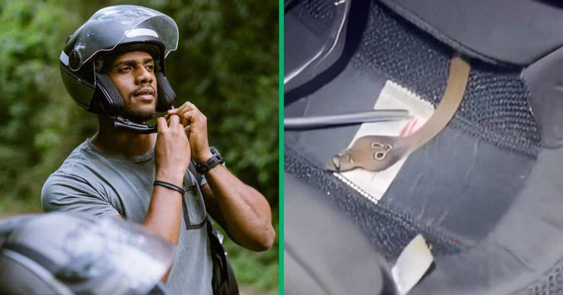Man finds cobra in helmet Man finds cobra in helmet