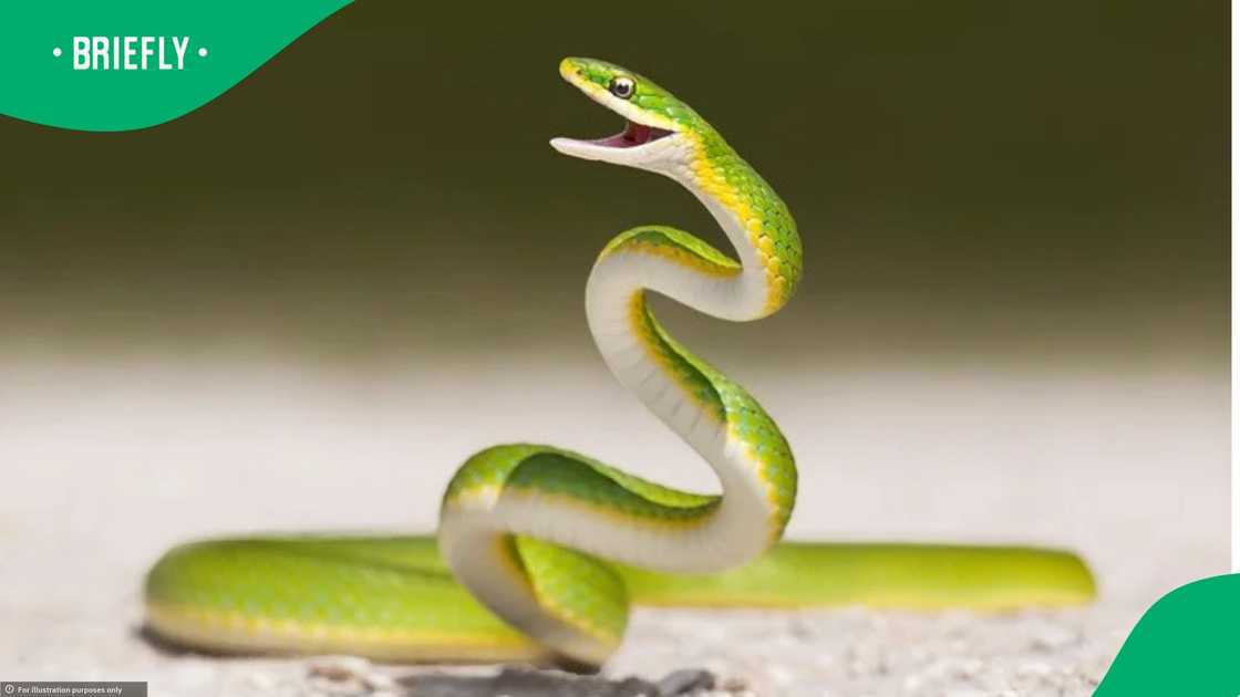 A snake was found in a KZN store