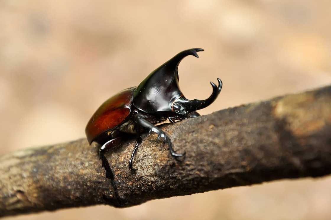 Unusual bugs Unusual bugs