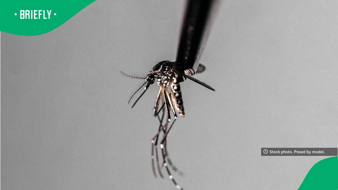 The visual showcased a black and white mosquito The visual showcased a black and white mosquito