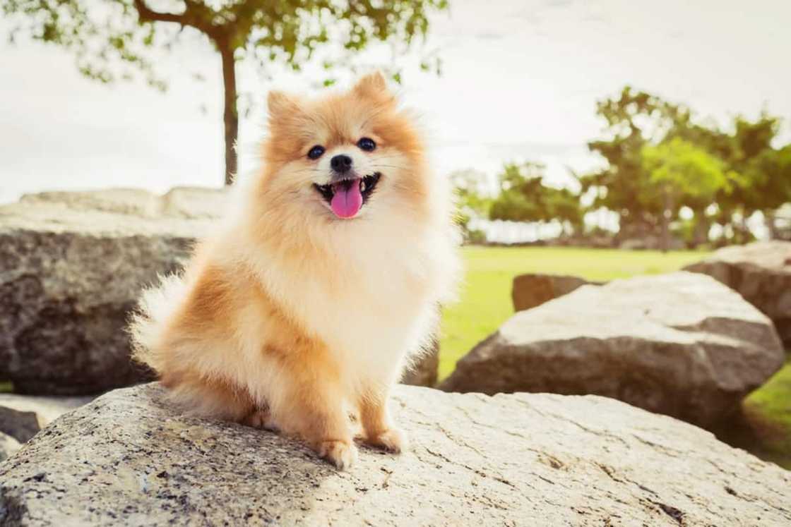 Top 10 gewildste honde rasse in Suid-Afrika Top 10 gewildste honde rasse in Suid-Afrika