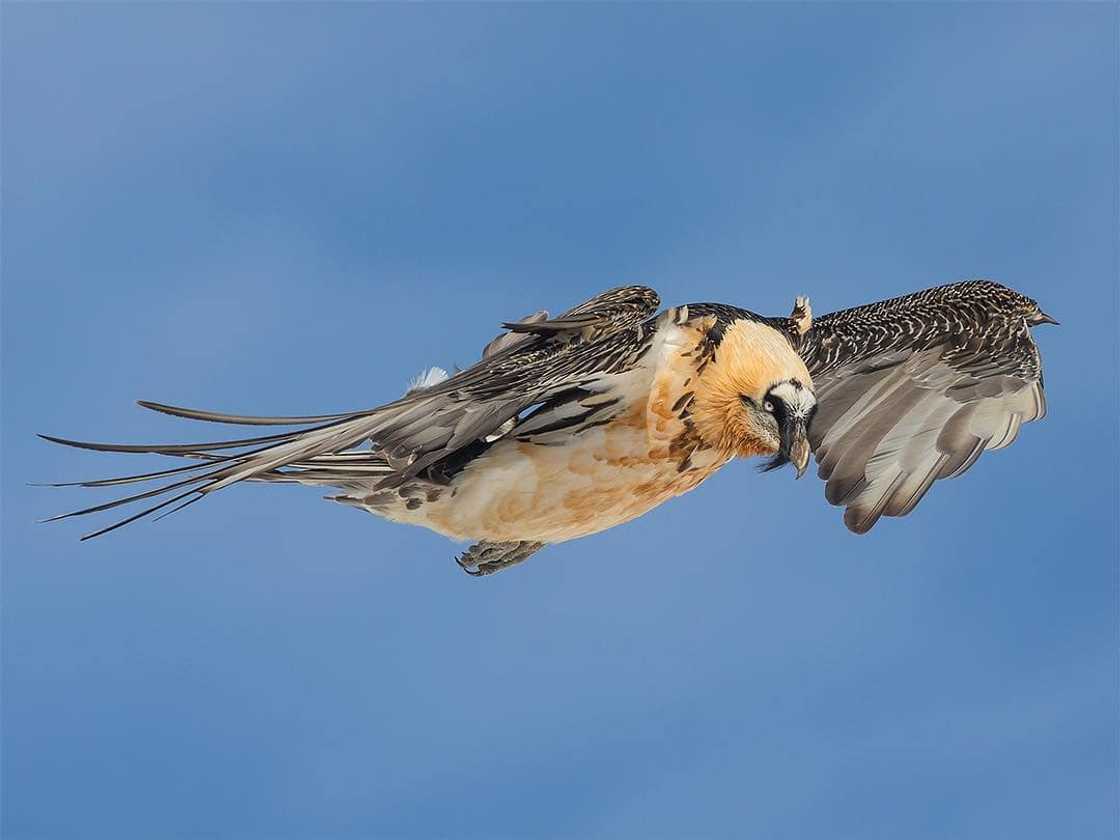 Top 20 extinct and endangered animals in South Africa with images Top 20 extinct and endangered animals in South Africa with images