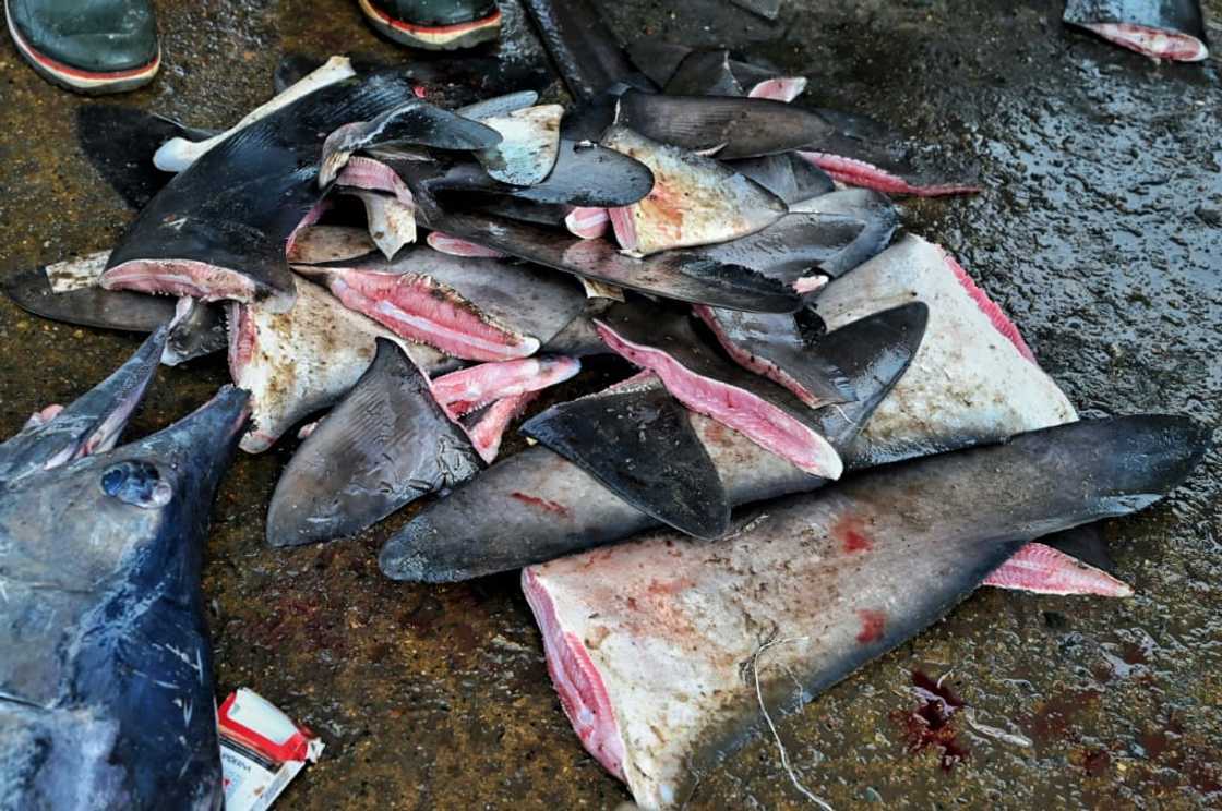 Shark fin soup is a delicacy in East Asia