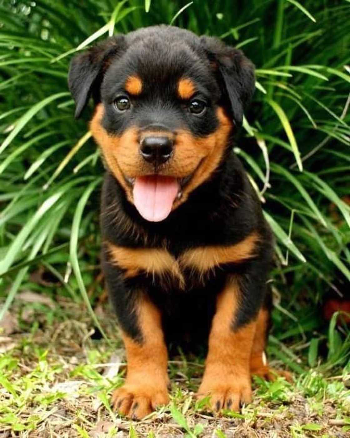 Cutest medium dog breeds South Africa Cutest medium dog breeds South Africa