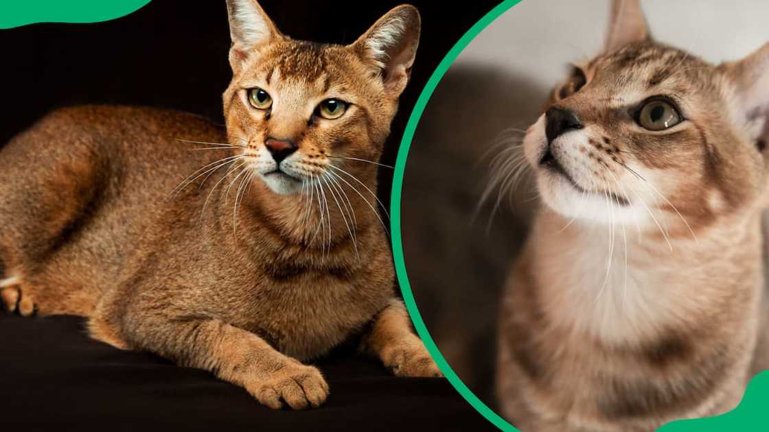 Chausie cat breed Chausie cat breed
