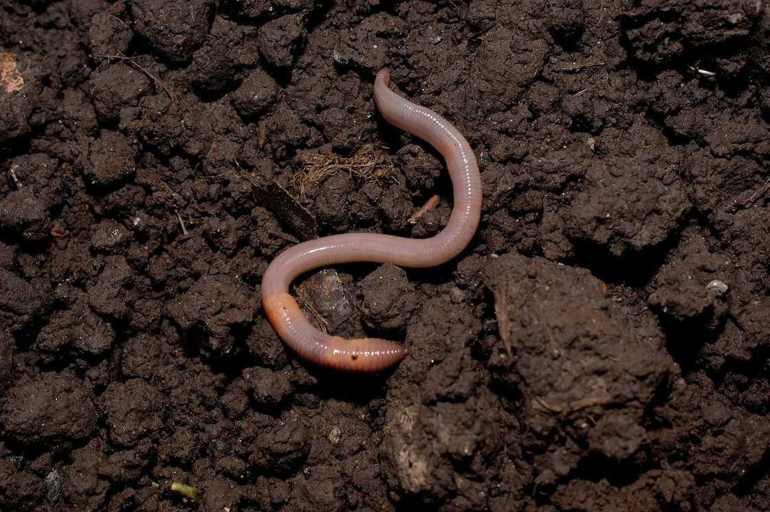 Earth worm in soil. Earth worm in soil.