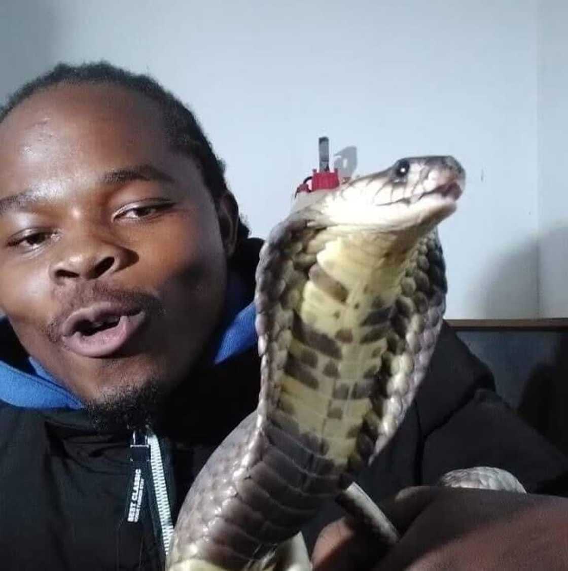 The snake enthusiast was photographed with the captured black mamba. The snake enthusiast was photographed with the captured black mamba.