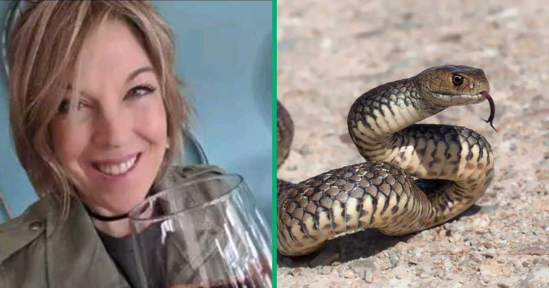 An american family came face-to-face with a venomous snake while on holiday