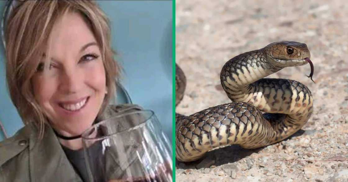 An american family came face-to-face with a venomous snake while on holiday An american family came face-to-face with a venomous snake while on holiday