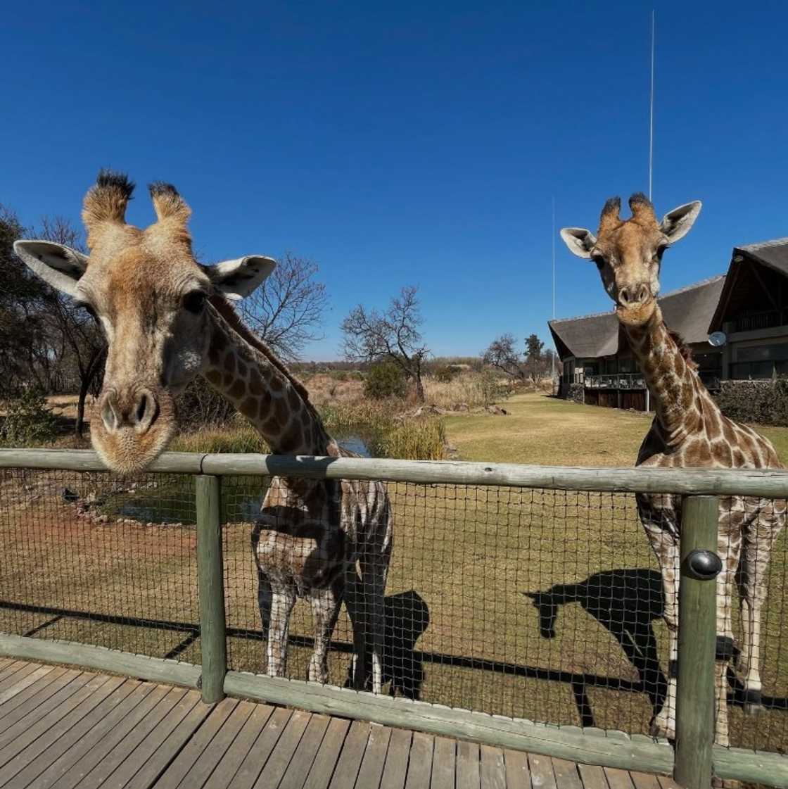 Two giraffes at the Lion and Safari Park.