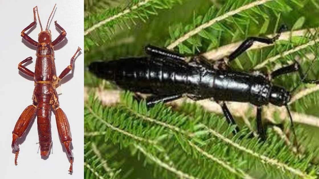 Rarest bug in the world Rarest bug in the world