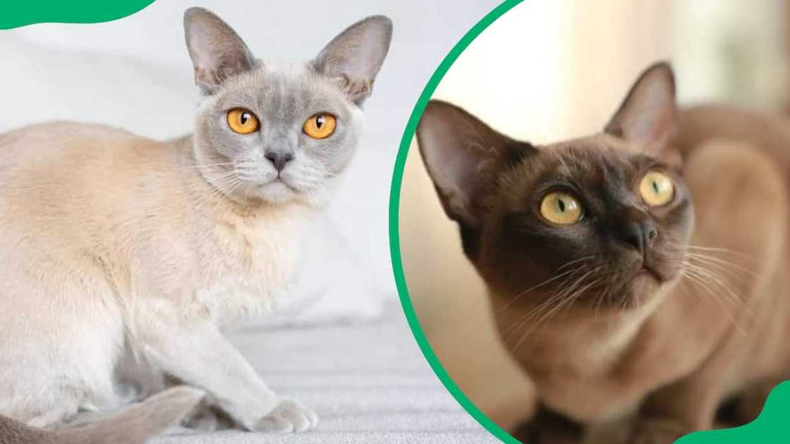 Burmuse cat breeds