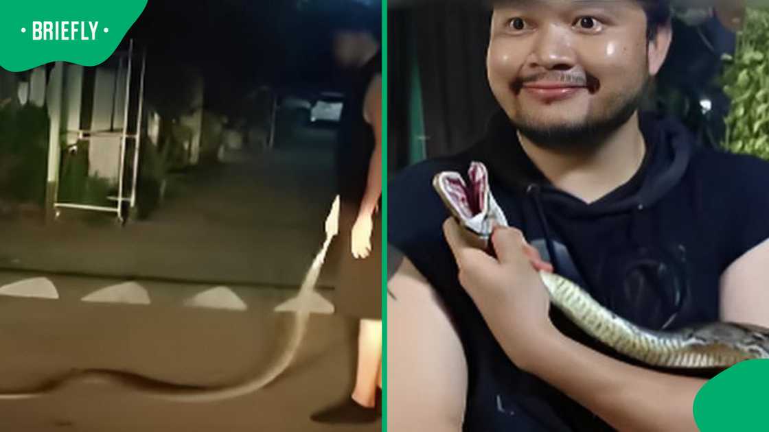 Drunk Thailand man takes python home after catching it on roadside Drunk Thailand man takes python home after catching it on roadside