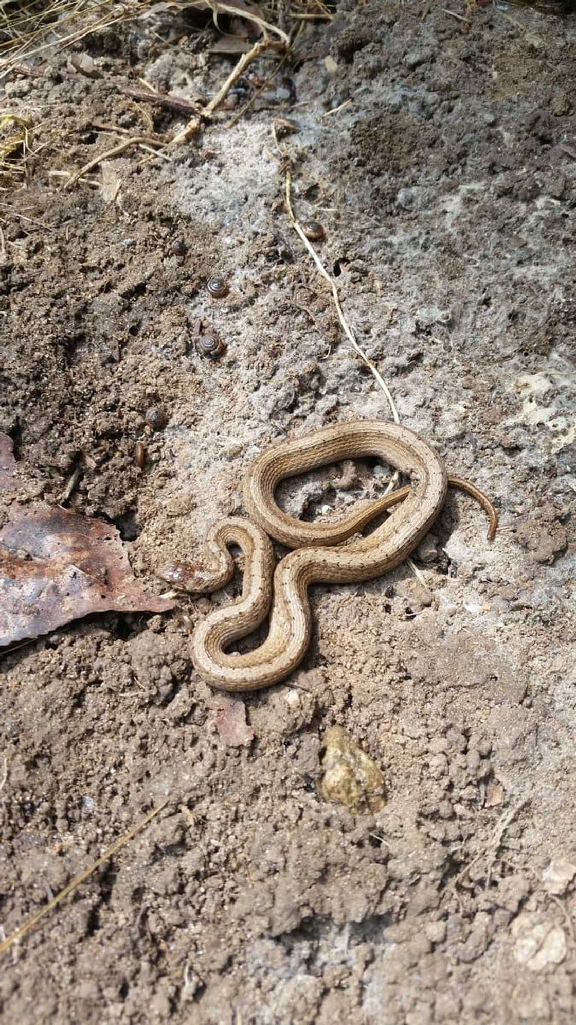 Which snakes are not poisonous? Which snakes are not poisonous?