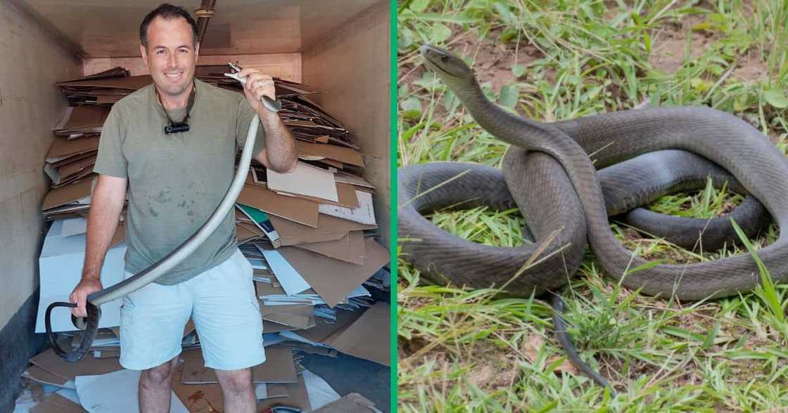 Nick Evans rescued a 2.5m long black mamba in Westville, Durban. Nick Evans rescued a 2.5m long black mamba in Westville, Durban.