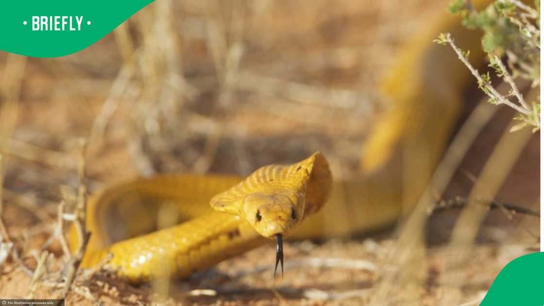 Snake catcher does the most to find cape cobra Snake catcher does the most to find cape cobra