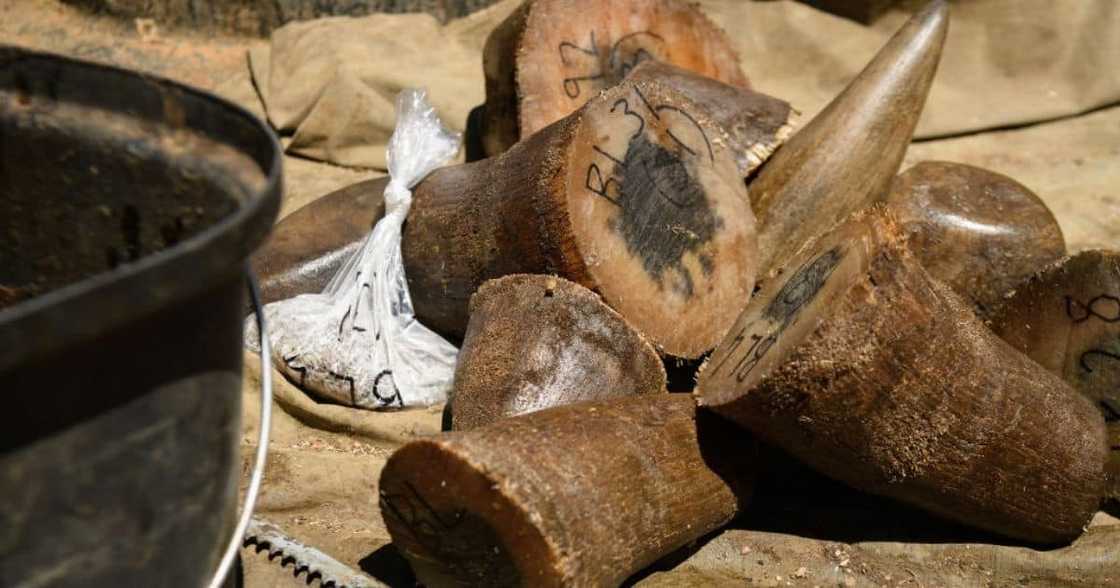Rhino, rhino horn, smuggling, China, South Africa, Hawks, OR Tambo, Kempton Park Magistrate's Court Rhino, rhino horn, smuggling, China, South Africa, Hawks, OR Tambo, Kempton Park Magistrate's Court