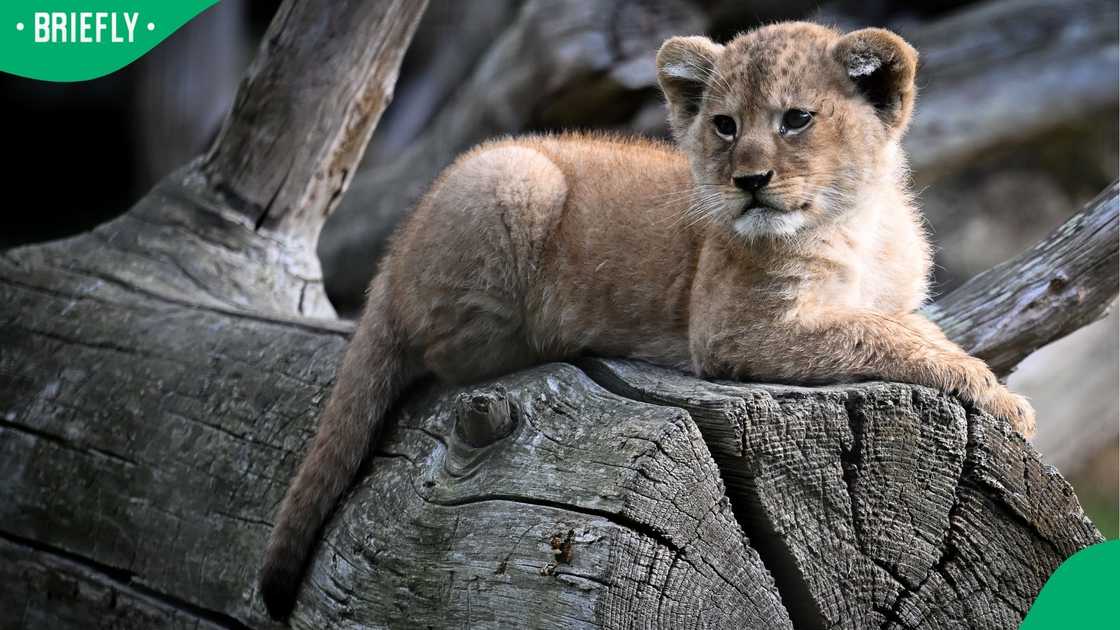 A police administrative clerk was arrested for trying to sell lion cubs
