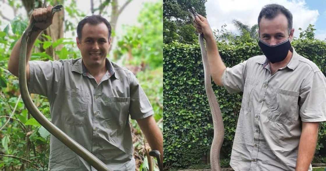 Meet Nick Evans: Durban snake catcher has no fear as he saves deadly snakes daily Meet Nick Evans: Durban snake catcher has no fear as he saves deadly snakes daily