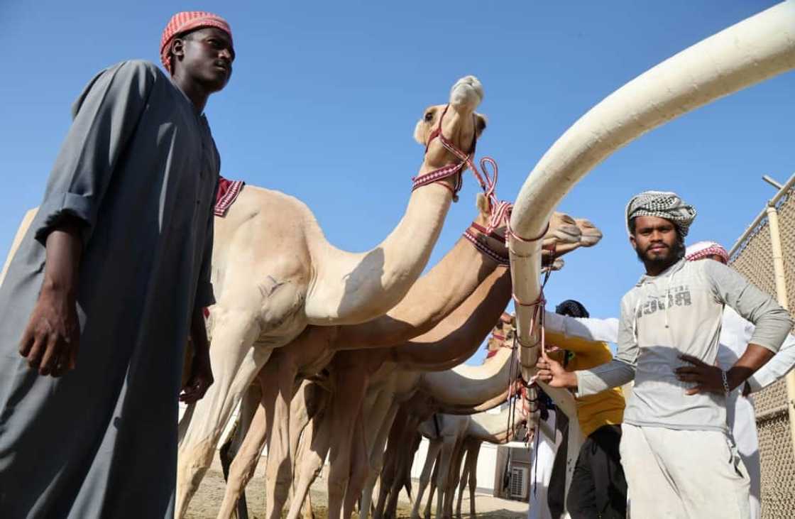 Up until two decades ago, camel jockeys had been young children brought in from poorer countries Up until two decades ago, camel jockeys had been young children brought in from poorer countries