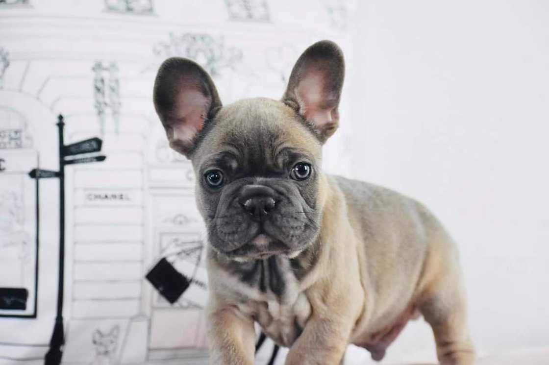 How much is a blue fawn French Bulldog? How much is a blue fawn French Bulldog?