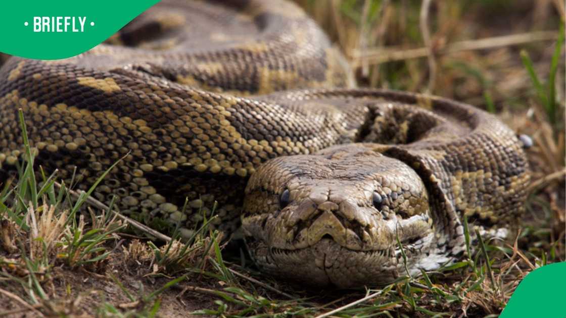 A woman struggled to free her hand as a snake bit her in a video. A woman struggled to free her hand as a snake bit her in a video.