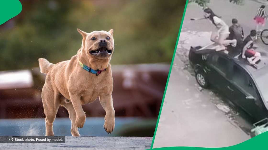Pit bull chases people onto car Pit bull chases people onto car