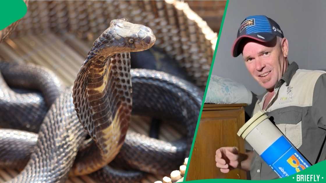 A snake handler caught a Cape cobra. A snake handler caught a Cape cobra.