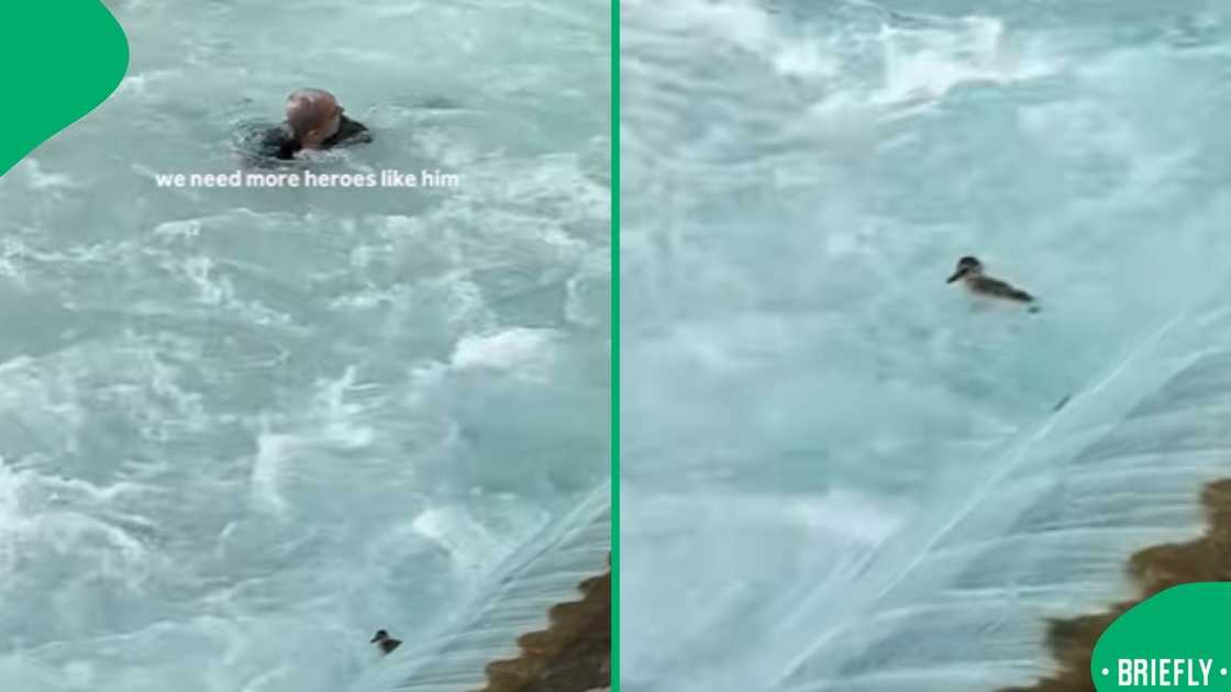 The visual on the right showed the duck struggling to swim