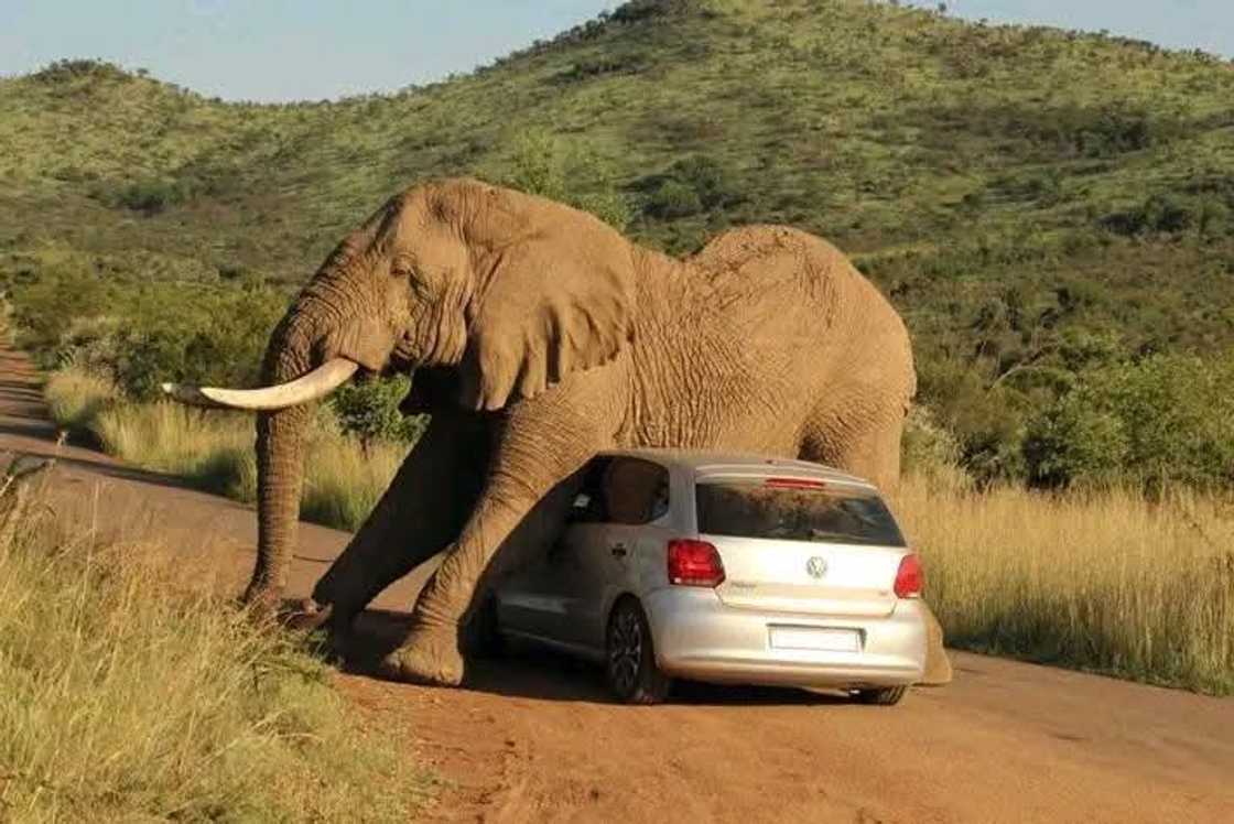 An elephant used a Polo as a scratching pad. An elephant used a Polo as a scratching pad.