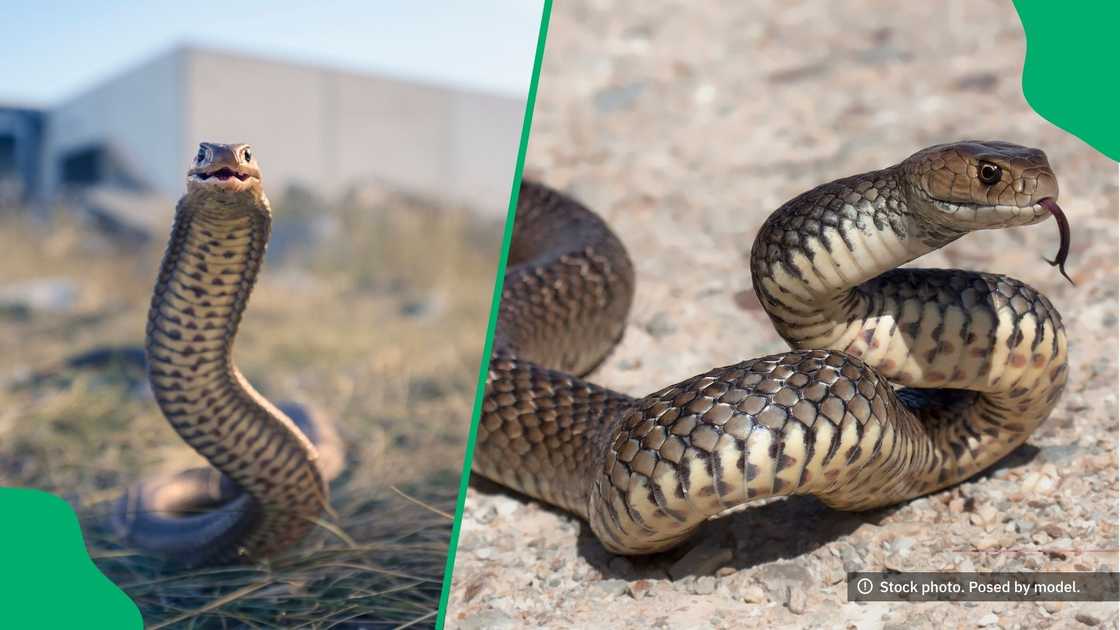 In a Reddit video, two snakes were shown rising from the ground and engaging in a tense battle for dominance