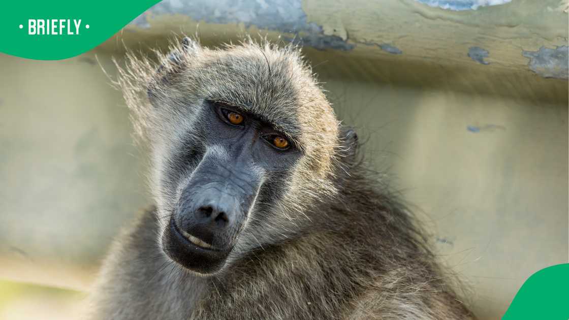 Cape Town's plan to enclose 60 baboons fuels fierce debate Cape Town's plan to enclose 60 baboons fuels fierce debate