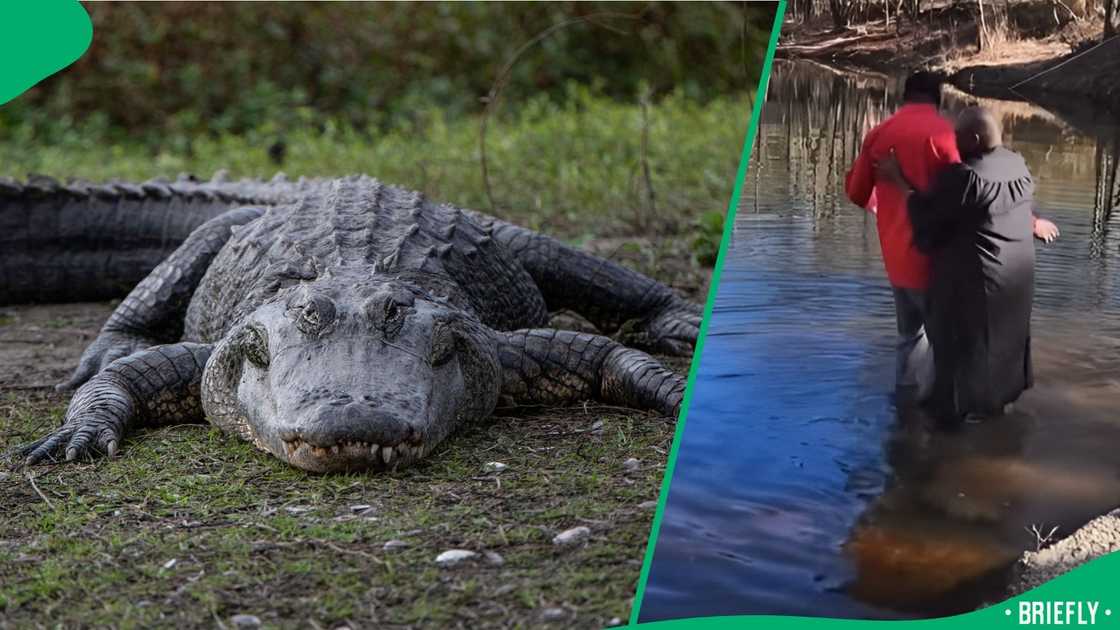 An alligator almost attacked people during a baptism.