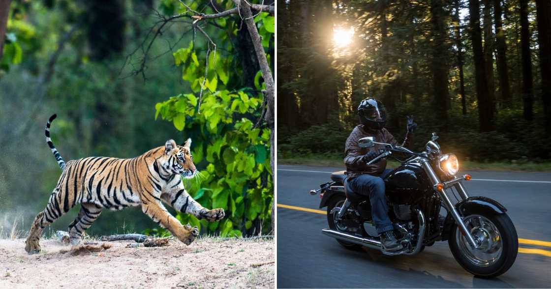 Man on motorbike being chased by tiger Man on motorbike being chased by tiger