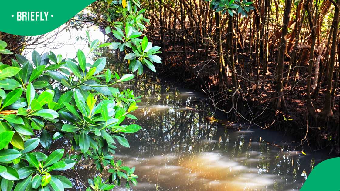 UKZN's oldest autumn graduate bags PhD on mangroves UKZN's oldest autumn graduate bags PhD on mangroves